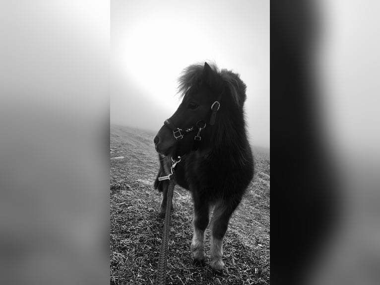 Mini Kuc Szetlandzki Wałach 4 lat 90 cm Kasztanowata in DanstedtWernigerode