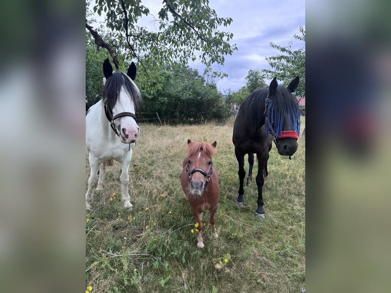 Mini Kuc Szetlandzki Wałach 4 lat 90 cm Kasztanowata in DanstedtWernigerode