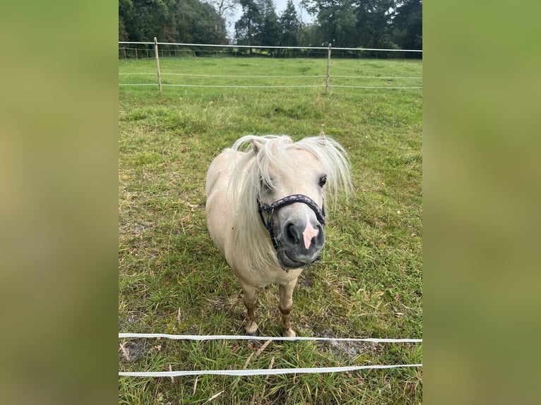 Mini Kuc Szetlandzki Wałach 5 lat 85 cm Izabelowata in Uplengen