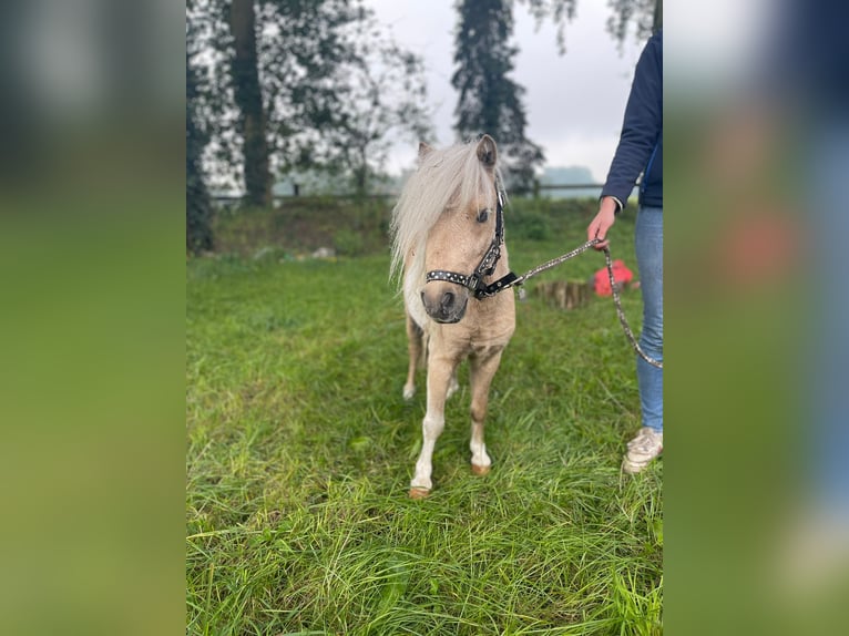 Mini Kuc Szetlandzki Wałach 5 lat 87 cm Srokata in Herzebrock-Clarholz