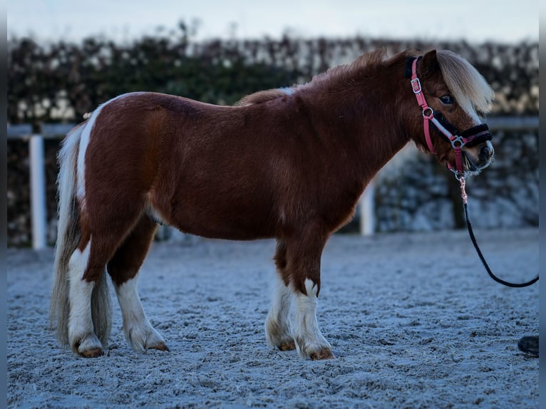 Mini Kuc Szetlandzki Wałach 5 lat 90 cm Srokata in Neustadt (Wied)