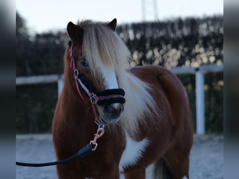 Mini Kuc Szetlandzki Wałach 5 lat 90 cm Srokata in Neustadt (Wied)