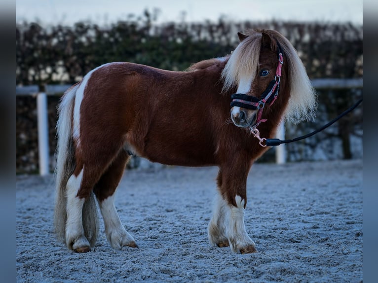 Mini Kuc Szetlandzki Wałach 5 lat 90 cm Srokata in Neustadt (Wied)