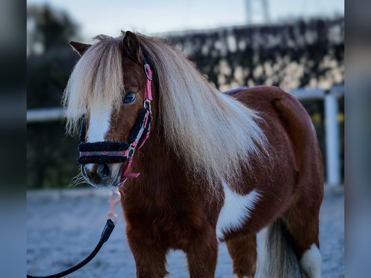 Mini Kuc Szetlandzki Wałach 5 lat 90 cm Srokata in Neustadt (Wied)