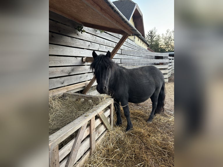 Mini Kuc Szetlandzki Wałach 6 lat 110 cm Kara in St. Pölten