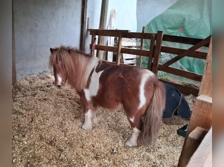 Mini Kuc Szetlandzki Wałach 6 lat 90 cm Srokata in Heidesheim am Rhein