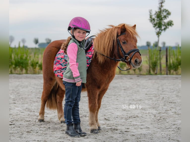 Mini Kuc Szetlandzki Wałach 8 lat 95 cm in Gallzein