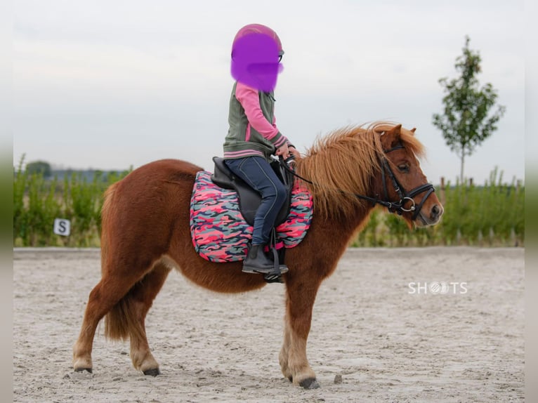 Mini Kuc Szetlandzki Wałach 8 lat 95 cm in Gallzein