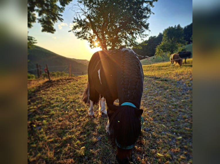 Mini poney Shetland Étalon 10 Ans 80 cm Pinto in Seitenstetten
