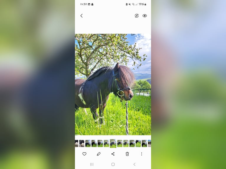 Mini poney Shetland Étalon 11 Ans 80 cm Pinto in Seitenstetten