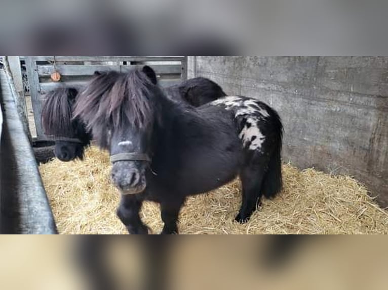 Mini poney Shetland Étalon 11 Ans 86 cm Léopard in Behrenhoff