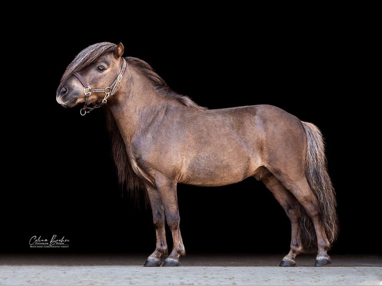 Mini poney Shetland Étalon 12 Ans 77 cm Alezan brûlé in Dietfurt an der Altmühl