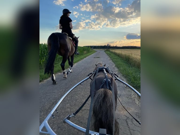 Mini poney Shetland Étalon 12 Ans 77 cm Alezan brûlé in Dietfurt an der Altmühl