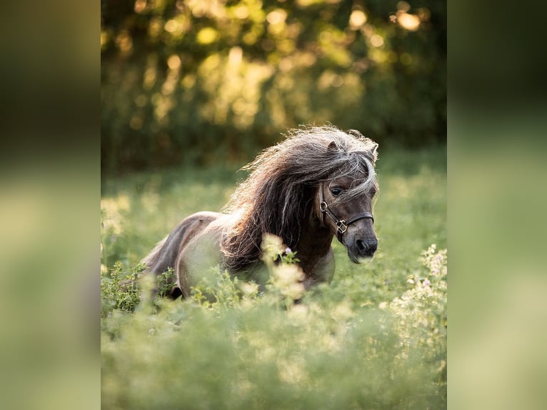 Mini poney Shetland Étalon 12 Ans 77 cm Alezan brûlé in Dietfurt an der Altmühl