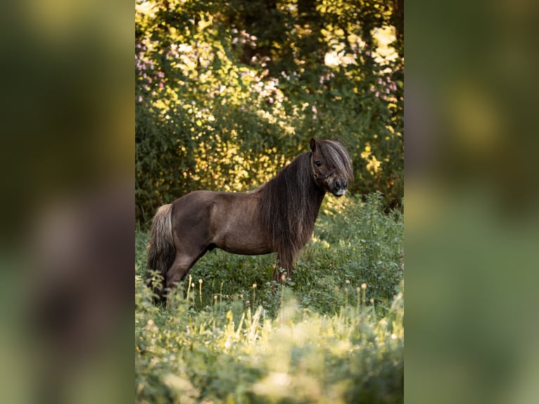 Mini poney Shetland Étalon 12 Ans 77 cm Alezan brûlé in Dietfurt an der Altmühl