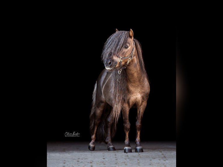 Mini poney Shetland Étalon 12 Ans 77 cm Alezan brûlé in Dietfurt an der Altmühl