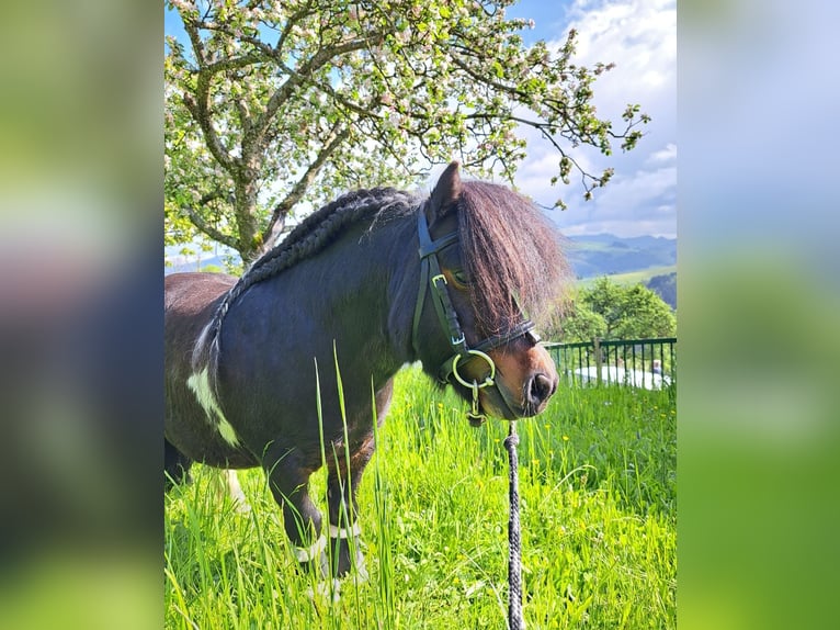 Mini poney Shetland Étalon 12 Ans 83 cm Pinto in Seitenstetten