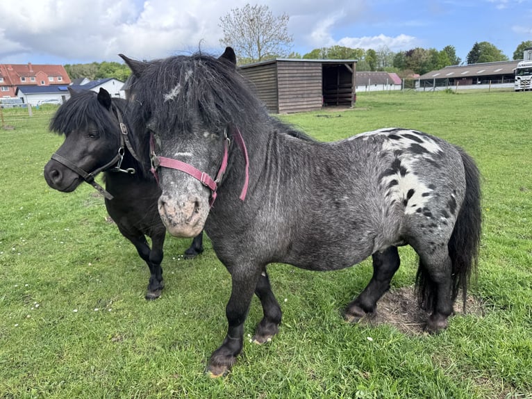 Mini poney Shetland Étalon 13 Ans 86 cm Gris noir in Preetz