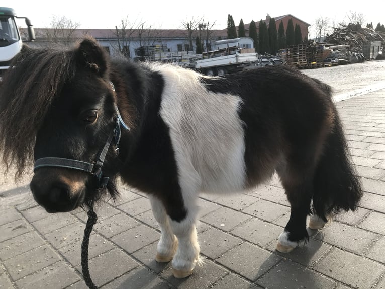 Mini poney Shetland Étalon 14 Ans 70 cm Pinto in Mitteleschenbach
