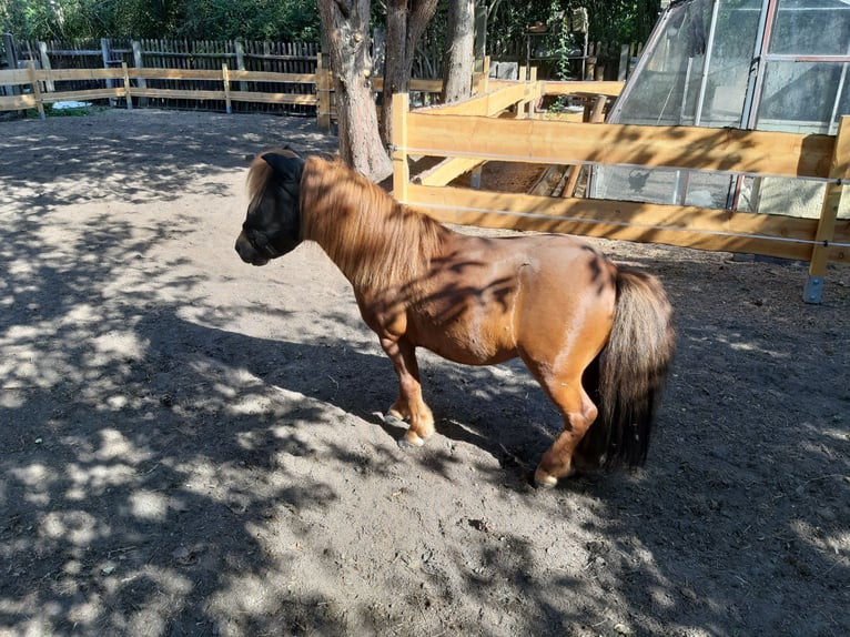 Mini poney Shetland Étalon 14 Ans 80 cm Alezan in Leipzig