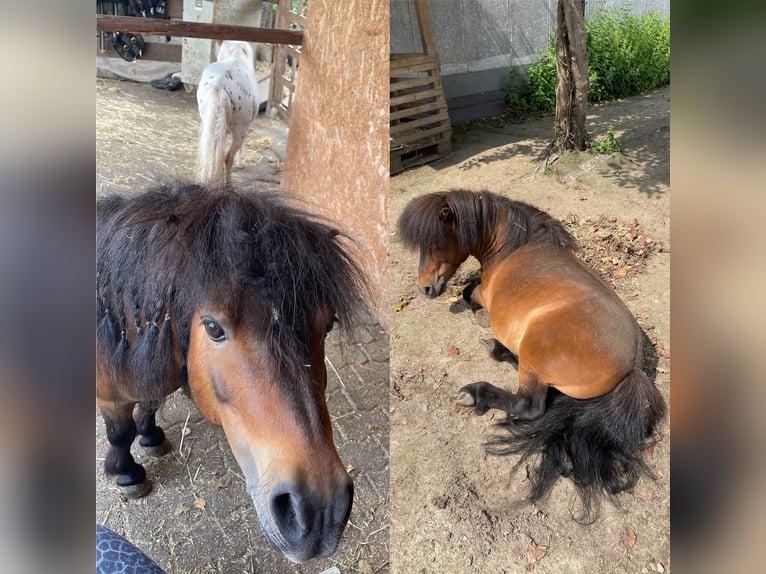 Mini poney Shetland Étalon 15 Ans 78 cm Bai in Leverkusen