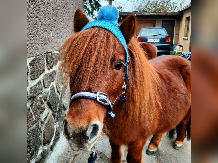 Mini poney Shetland Étalon 15 Ans 80 cm Alezan in Leipzig