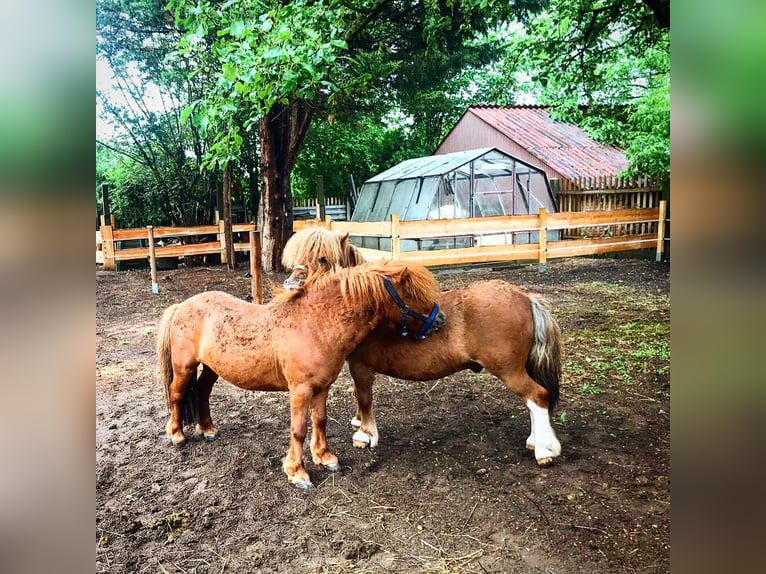 Mini poney Shetland Étalon 15 Ans 80 cm Alezan in Leipzig