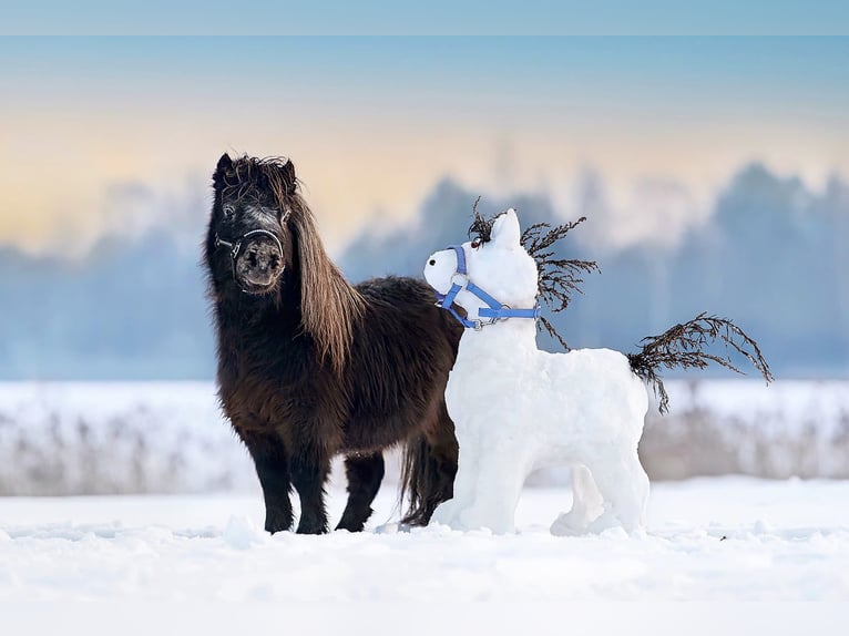 Mini poney Shetland Étalon 17 Ans 66 cm Léopard in Augšdaugavas novads