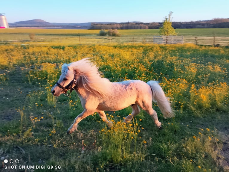 Mini poney Shetland Étalon 17 Ans 80 cm Palomino in Unterschneidheim