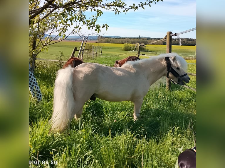 Mini poney Shetland Étalon 17 Ans 80 cm Palomino in Unterschneidheim