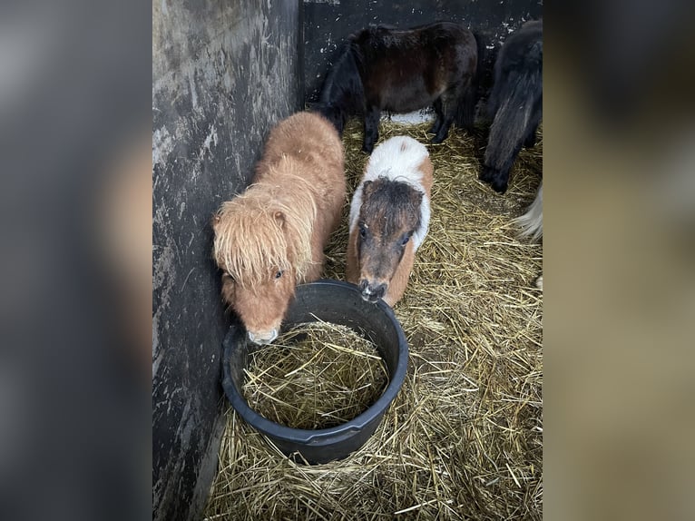 Mini poney Shetland Étalon 1 Année 65 cm Alezan in Norderstedt