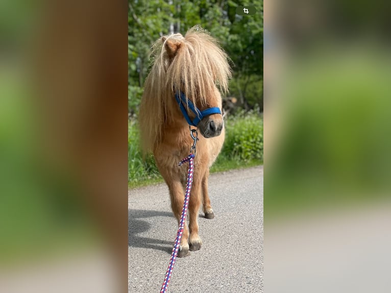 Mini poney Shetland Étalon 1 Année 69 cm Alezan dun in Norderstedt