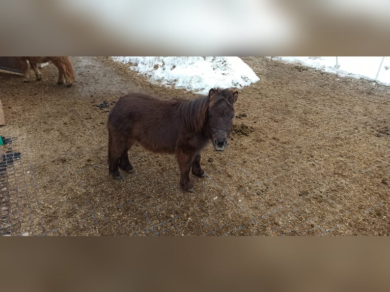 Mini poney Shetland Étalon 1 Année 70 cm Bai brun in Longiaru