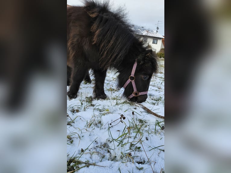 Mini poney Shetland Étalon 1 Année 70 cm Noir in Westerheim