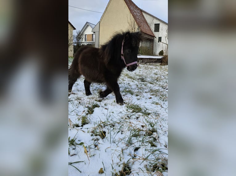 Mini poney Shetland Étalon 1 Année 70 cm Noir in Westerheim