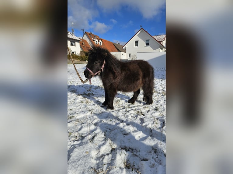 Mini poney Shetland Étalon 1 Année 70 cm Noir in Westerheim