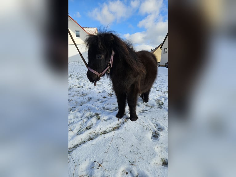 Mini poney Shetland Étalon 1 Année 70 cm Noir in Westerheim