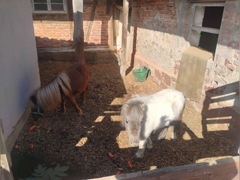Mini poney Shetland Étalon 1 Année 72 cm Bai in Hohberg