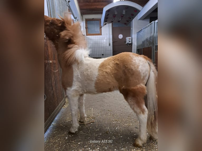 Mini poney Shetland Étalon 1 Année 80 cm in Achenkirch