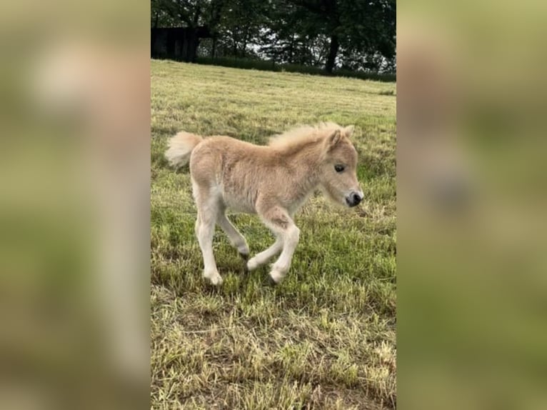 Mini poney Shetland Étalon 9 Ans 77 cm in Edling