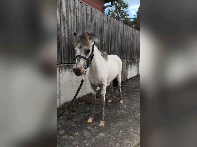Mini poney Shetland Étalon 1 Année 80 cm Léopard in Schemmerhofen