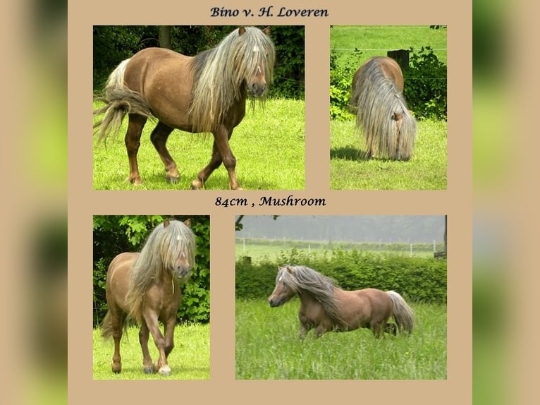 Mini poney Shetland Étalon 1 Année 82 cm Alezan brûlé in Linnich