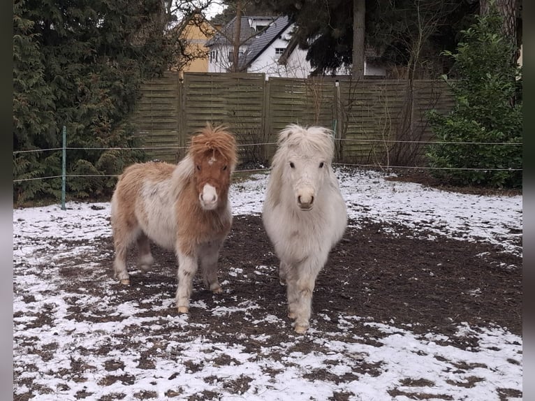 Mini poney Shetland Étalon 1 Année 83 cm Isabelle in Bergholz-Rehbrücke