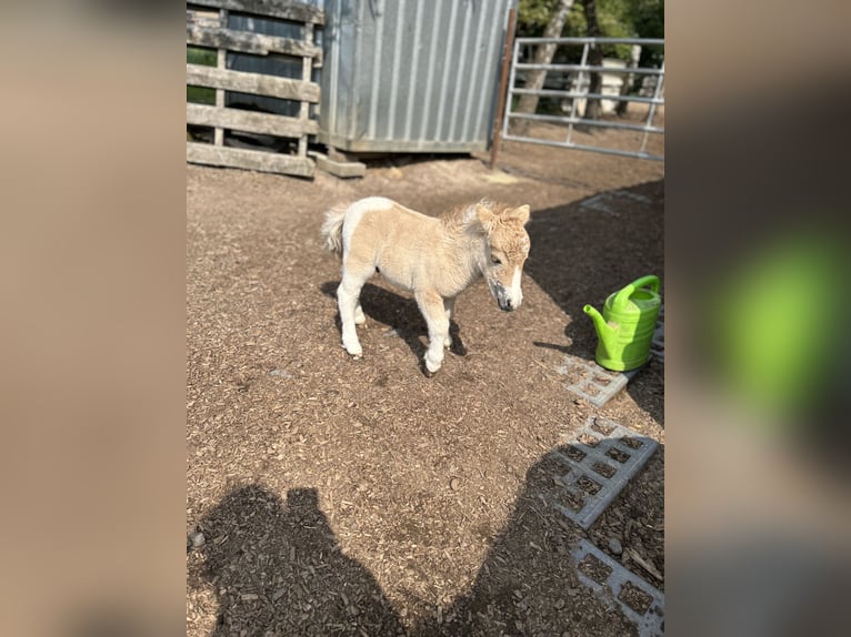 Mini poney Shetland Étalon 1 Année 84 cm Alezan dun in Uslar