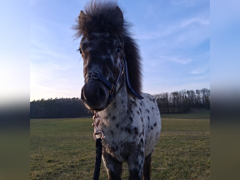 Mini poney Shetland Étalon 1 Année 85 cm Léopard in Heldburg