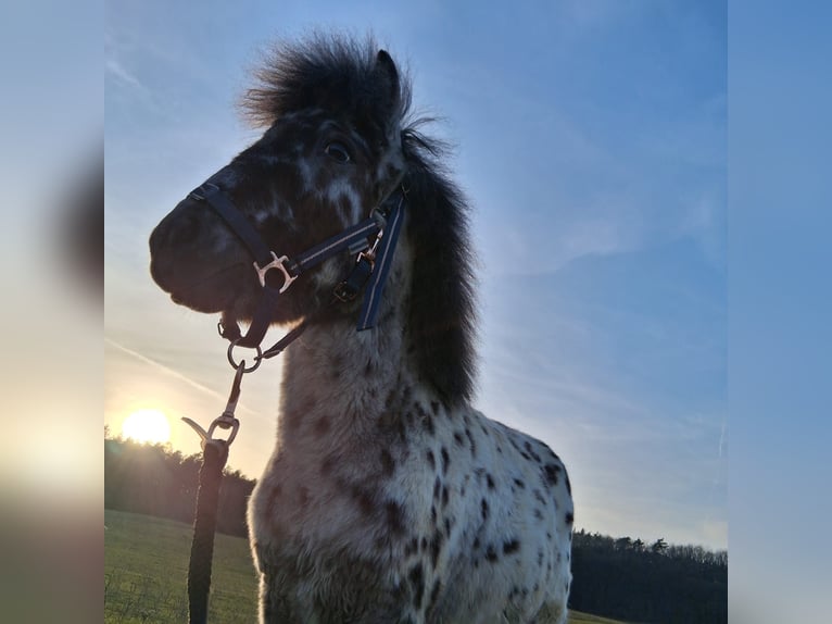 Mini poney Shetland Étalon 1 Année 85 cm Léopard in Heldburg