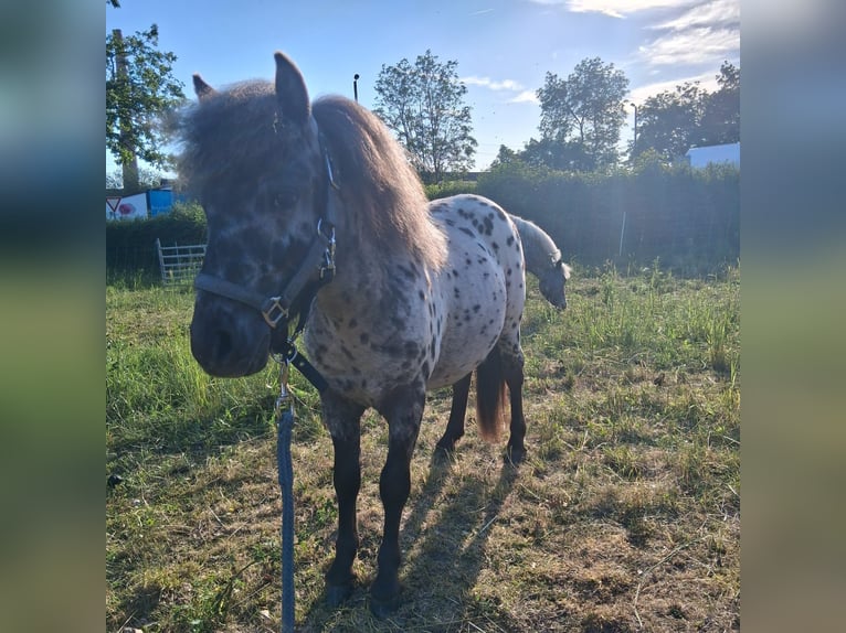 Mini poney Shetland Étalon 1 Année 85 cm Léopard in Heldburg