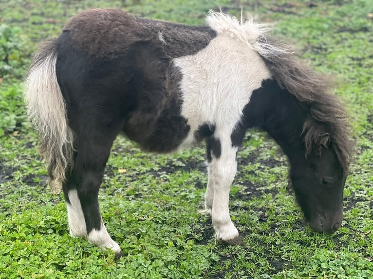 Mini poney Shetland Étalon 1 Année 85 cm Noir in Günzburg