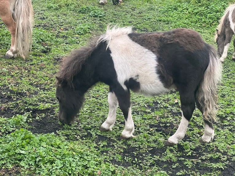 Mini poney Shetland Étalon 1 Année 85 cm Noir in Günzburg