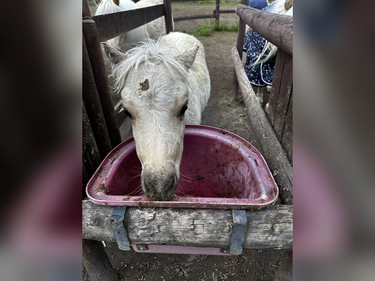 Mini poney Shetland Étalon 1 Année 85 cm Palomino in Mülheim-Kärlich